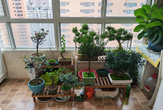 家庭养花用生根粉