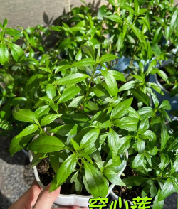 什么植物叫穿心莲