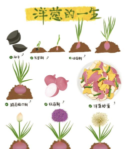 种植洋葱多久发芽