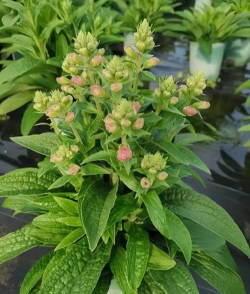 毛地黄多久浇水