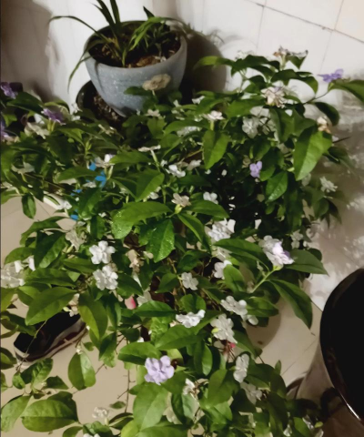 家庭养花用生根粉