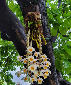 肿节石斛开花多久
