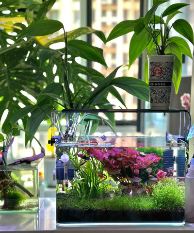 家庭养花用生根粉