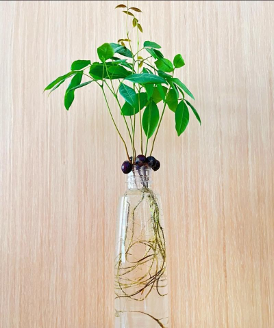 龙眼盆栽多久生龙眼