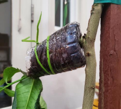 家庭养花用生根粉