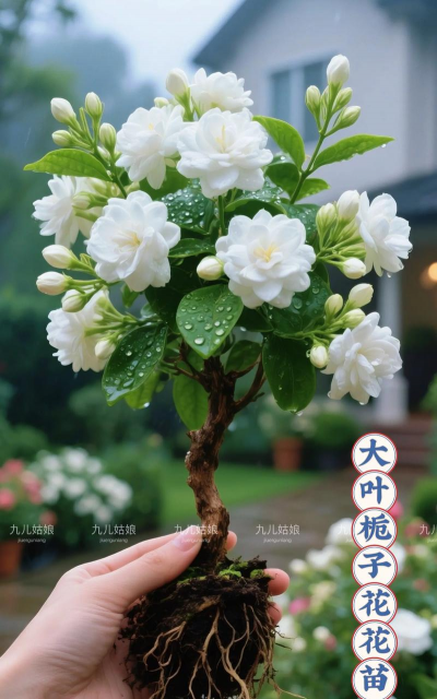 大叶栀子多久开花