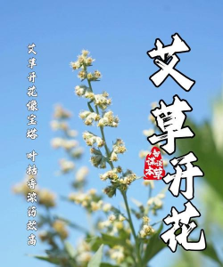 像艾叶的是什么花