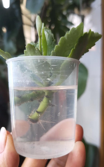 家庭养花用生根粉