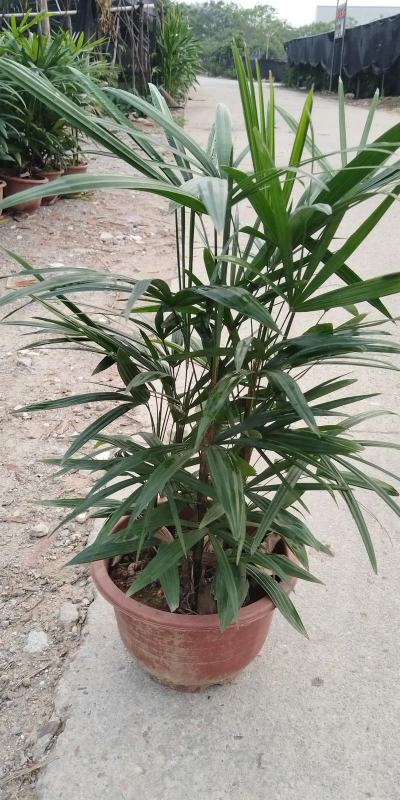 细叶棕竹是什么植物