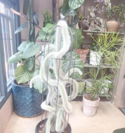 养花动物造型骨架