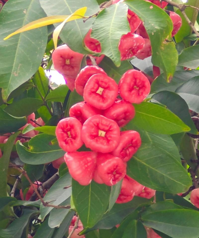 洋蒲桃种植多久结果