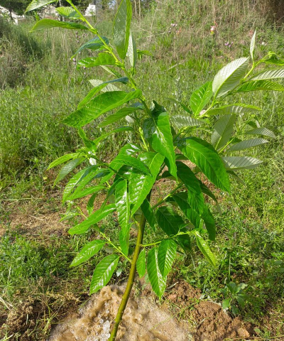 板栗种植需要什么土壤