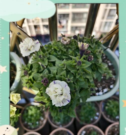 矮牵牛北京如何过冬