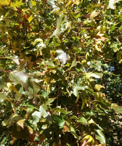 元宝槭播种繁殖技术