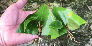 家庭养花用生根粉