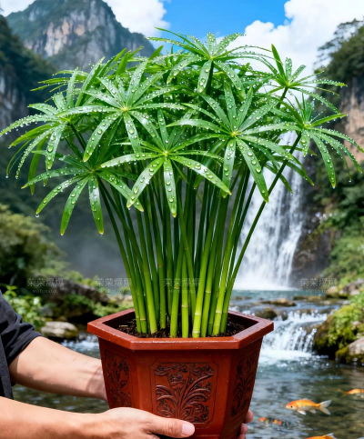 棕竹养水里多久生根