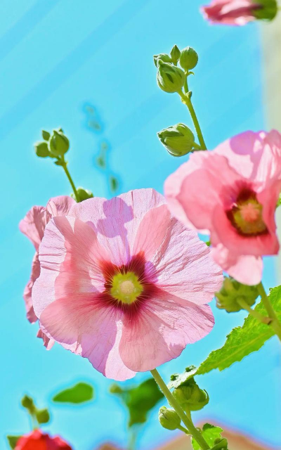 蜀葵花期有多久