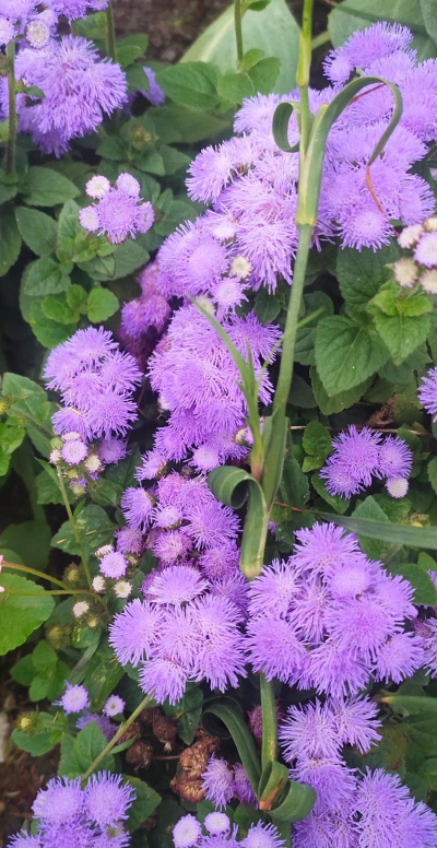 藿香蓟多久可以开花