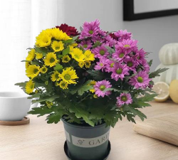 多头菊可以养多久