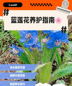 蓝莲花可以养多久