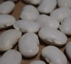 养花营养白豆 养花营养白豆