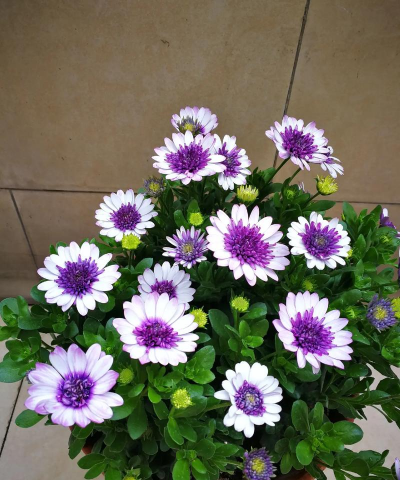 蓝目菊是什么菊