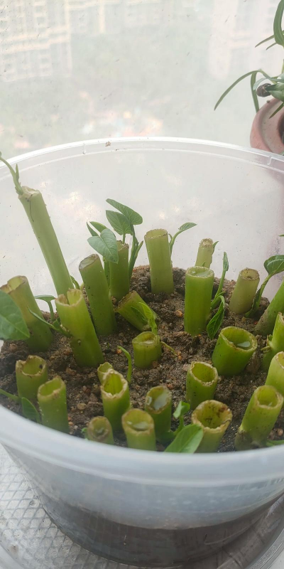 家庭养花用生根粉