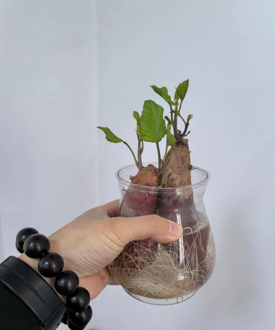 家庭养花用生根粉