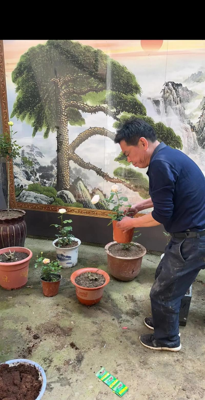 家庭养花用生根粉