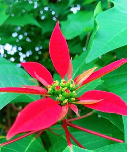 猩猩木什么时候开花