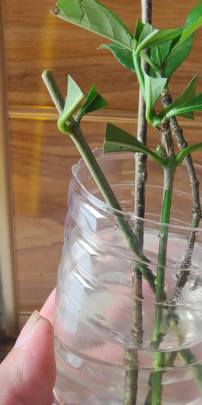 家庭养花用生根粉