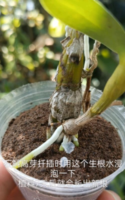 家庭养花用生根粉