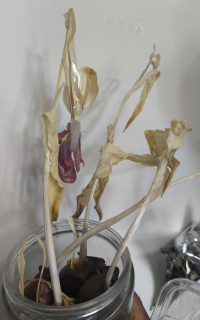 郁金香花多久凋谢