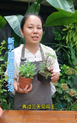 家庭养花用生根粉