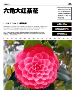 六角大红怎么养