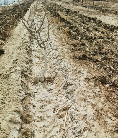 盐地适合种什么果树