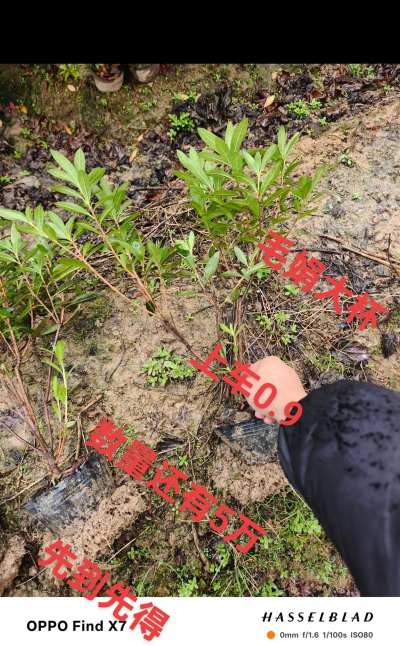 毛杜鹃多久可以追肥