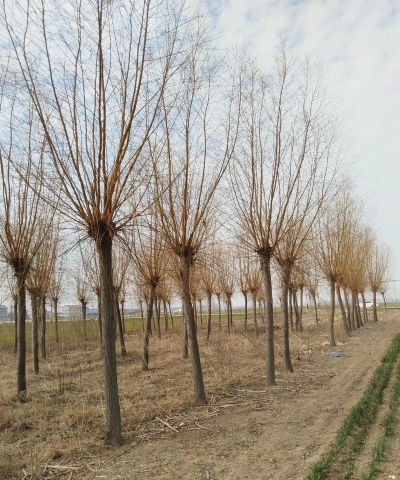 金丝垂柳的栽培要点