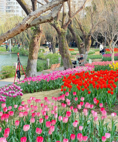 浙江温州适合种什么花