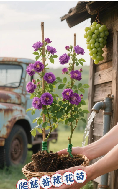 家庭养花用生根粉