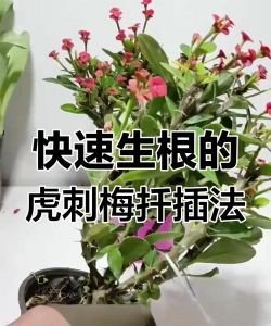 家庭养花用生根粉