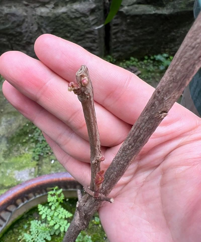 家庭养花用生根粉