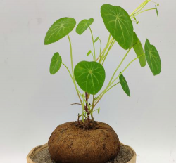 地不容为什么不长叶子