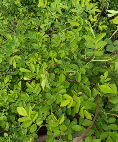 野蔷薇什么时间移栽