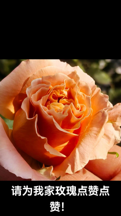 什么月季花型最大