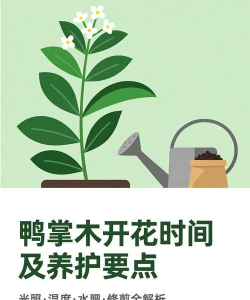 鸭掌木开花能开多久