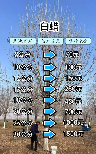 树苗养多久才能卖