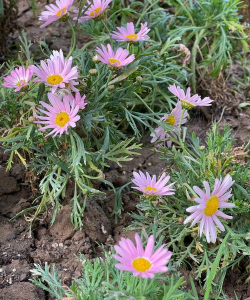 木茼蒿能养多久