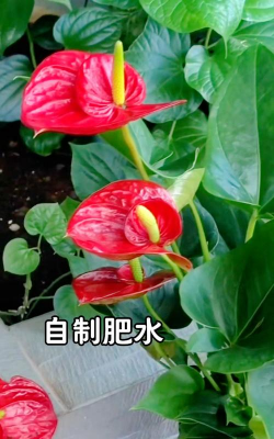 家庭养花用生根粉