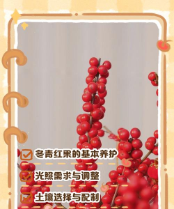 冬青红果能养多久